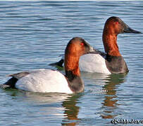 Canvasback