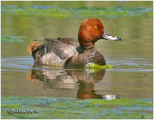 Redhead male adult breeding