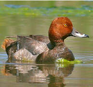 Redhead