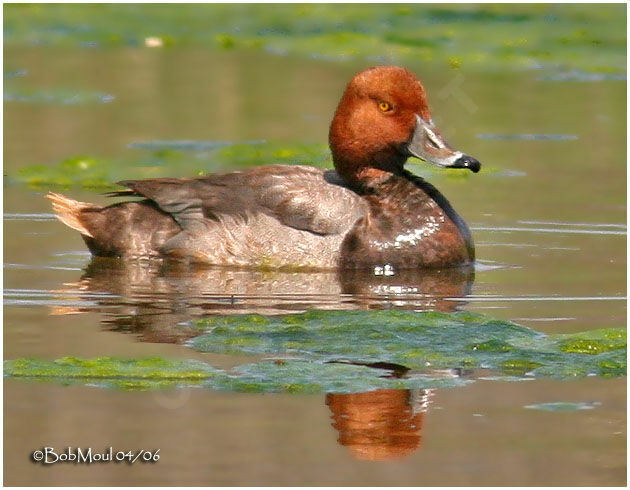 Redhead male adult breeding