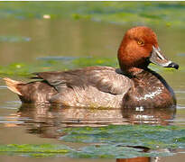 Redhead