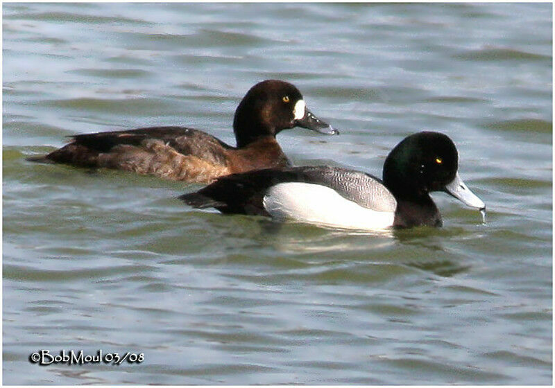 Greater Scaup adult breeding