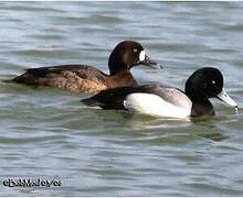 Greater Scaup