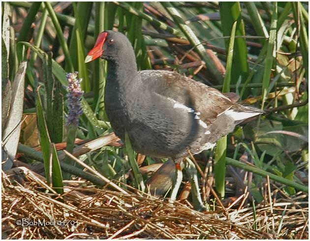 Gallinule poule-d'eauadulte