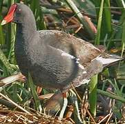 Gallinule poule-d'eau