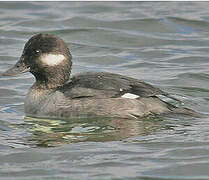 Bufflehead