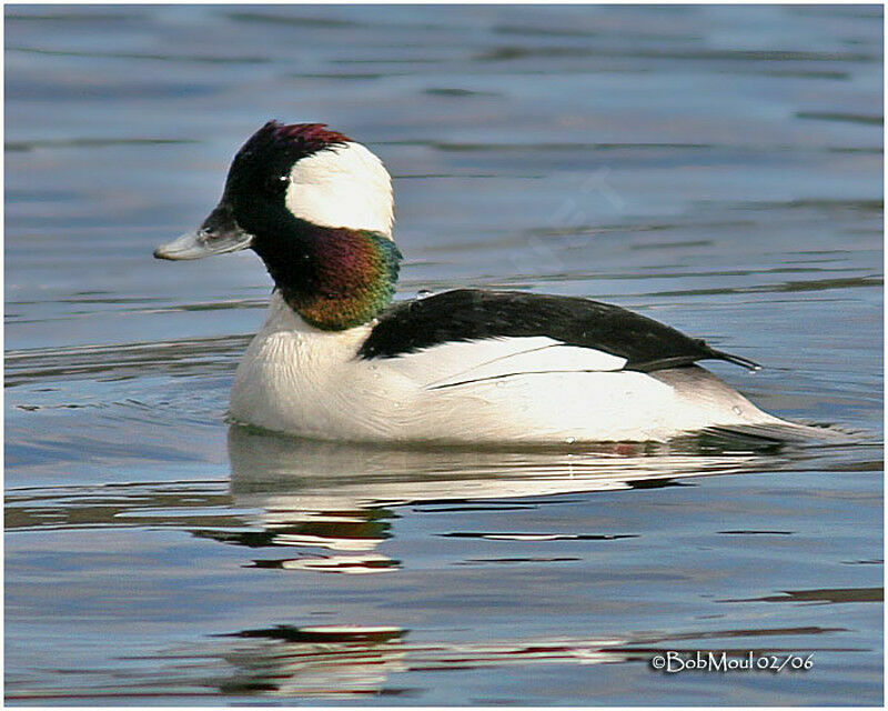 Bufflehead