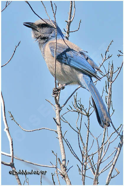 Florida Scrub Jayadult