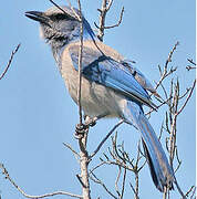 Florida Scrub Jay