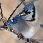 Blue Jay