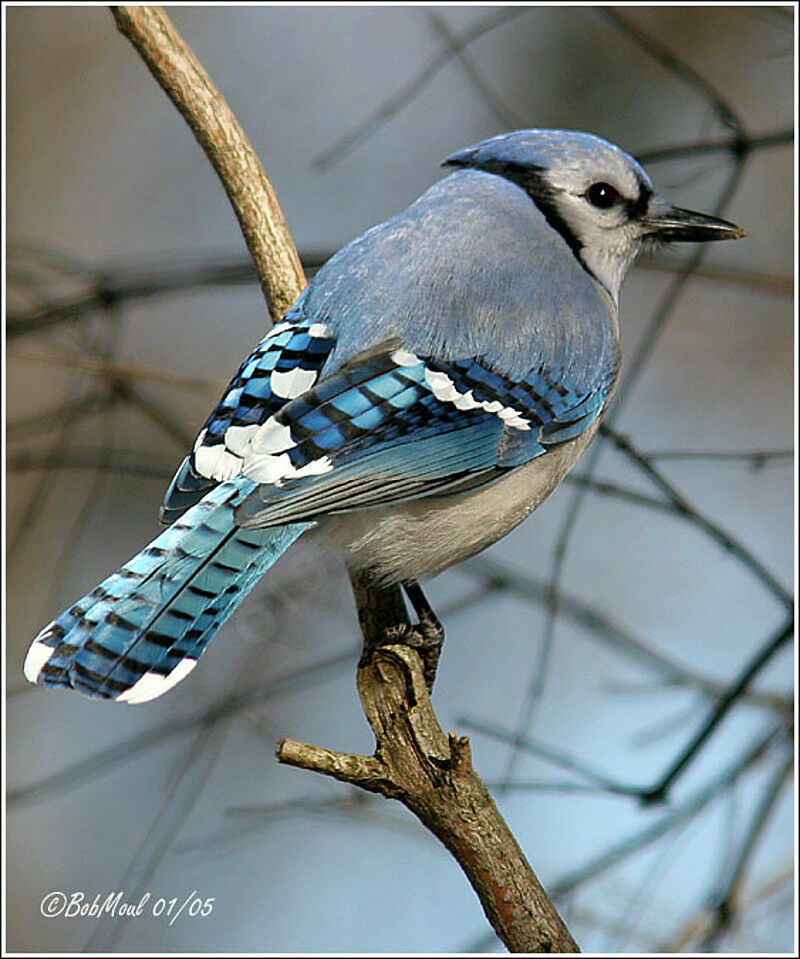 Blue Jay