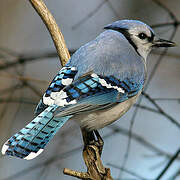 Blue Jay