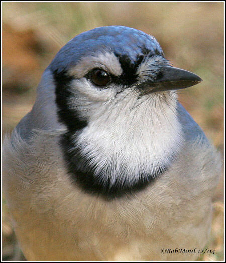 Blue Jay