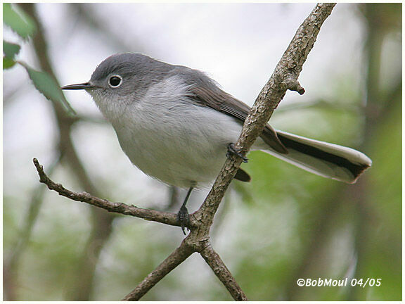 Gobemoucheron gris-bleu