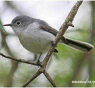 Blue-grey Gnatcatcher