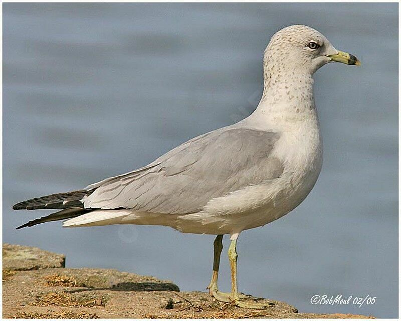 Ring-billed Gull