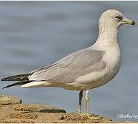 Ring-billed Gull