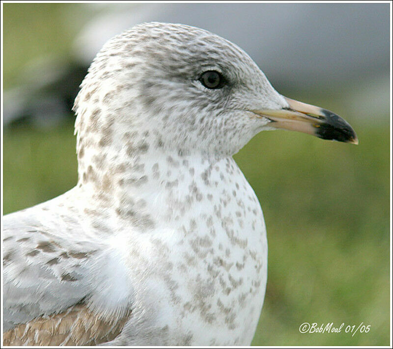 Ring-billed Gull