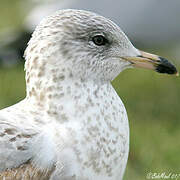 Ring-billed Gull