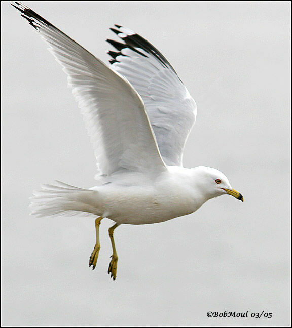 Ring-billed Gull