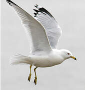 Ring-billed Gull