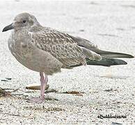 European Herring Gull