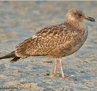 European Herring Gull