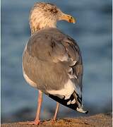 American Herring Gull