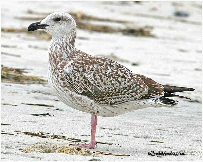 Great Black-backed GullFirst year