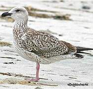 Great Black-backed Gull