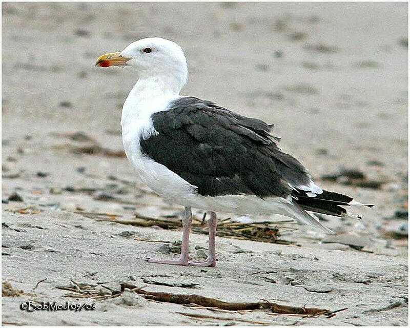 Great Black-backed Gulladult