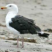 Great Black-backed Gull