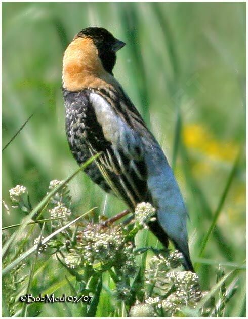 Bobolink male adult breeding