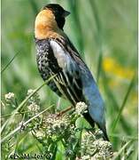 Bobolink