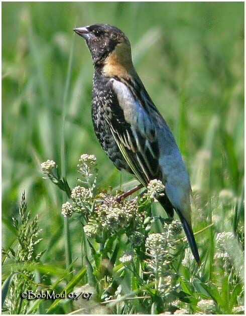 Bobolink male adult breeding