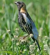 Bobolink