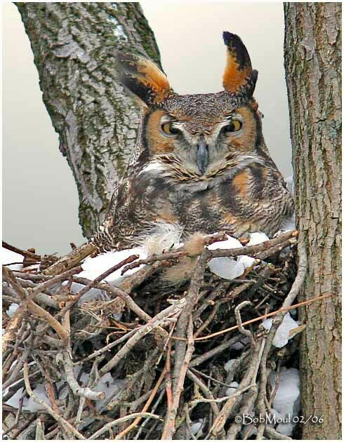 Great Horned Owl