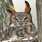 Great Horned Owl