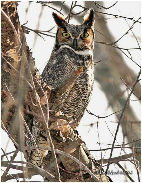 Great Horned Owl