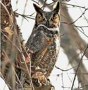 Great Horned Owl