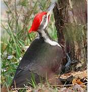 Pileated Woodpecker