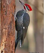 Pileated Woodpecker