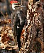 Pileated Woodpecker