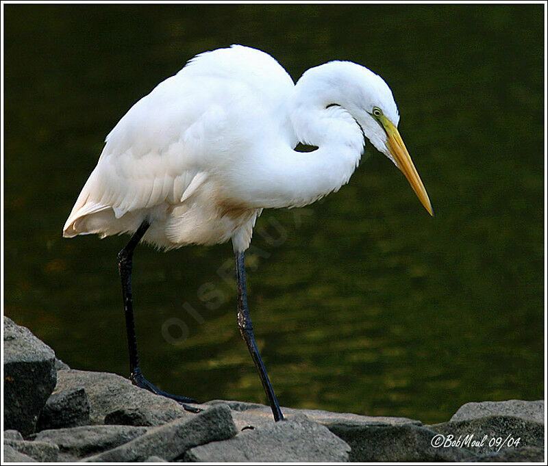 Grande Aigrette