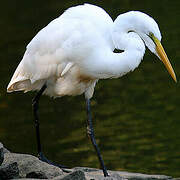 Grande Aigrette