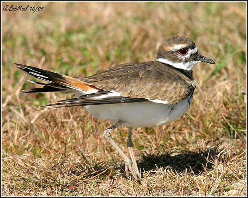 Killdeer