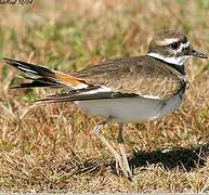 Killdeer