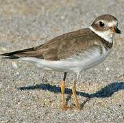 Semipalmated Plover