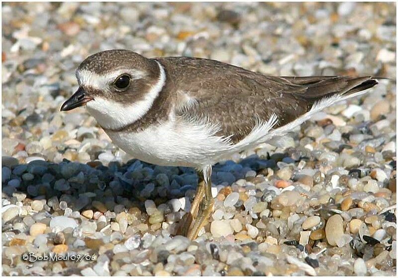 Semipalmated Ploveradult