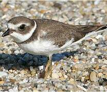 Semipalmated Plover